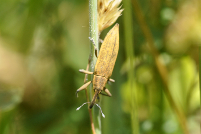 Lixus iridis